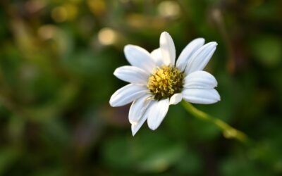 The Goodness of God
